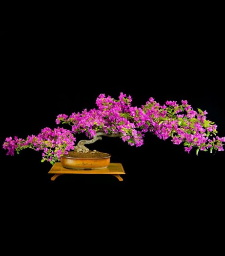 Busting Bonsai Myths